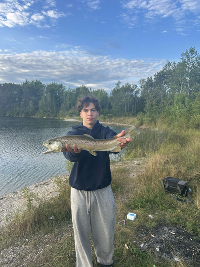 Brown Trout