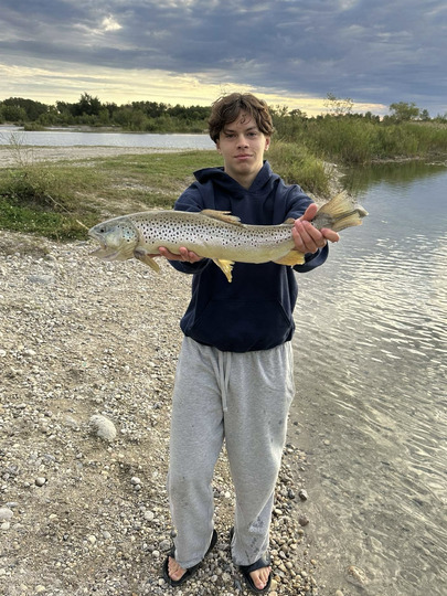 Brown Trout