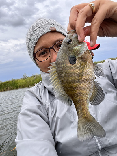 Sunfish