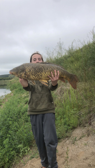 Common Carp