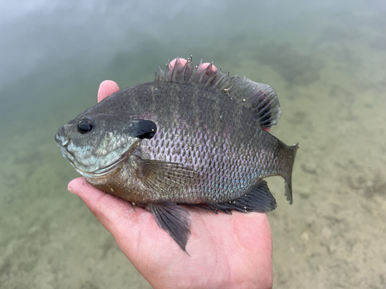 Sunfish