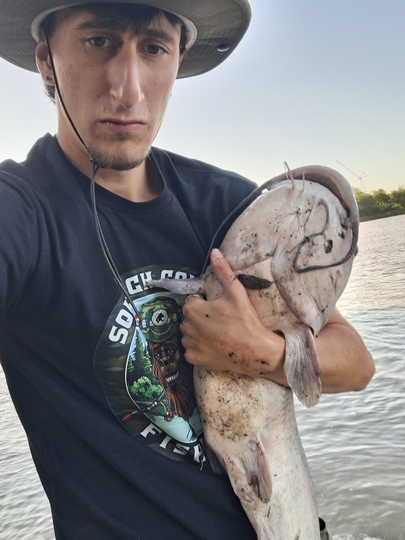 Channel Catfish
