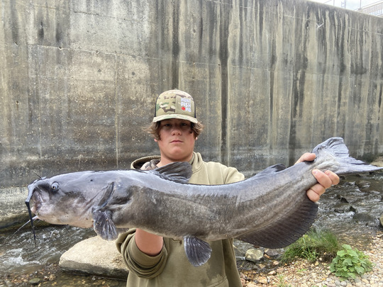 Channel Catfish