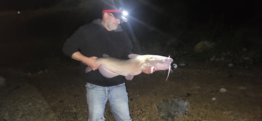 Channel Catfish