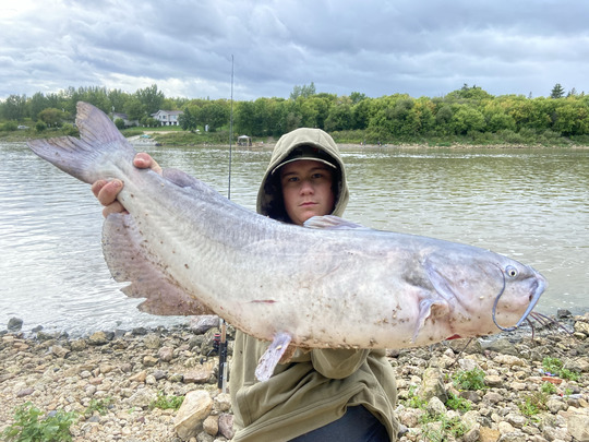 Channel Catfish