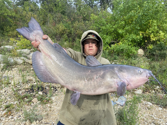 Channel Catfish