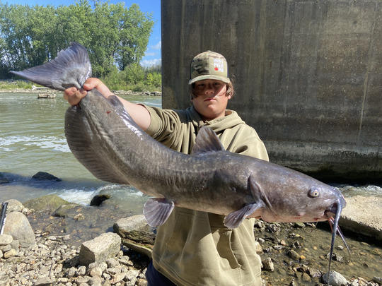 Channel Catfish