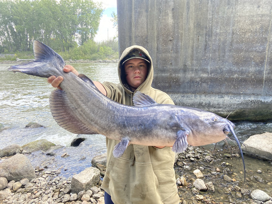 Channel Catfish