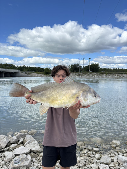Freshwater Drum