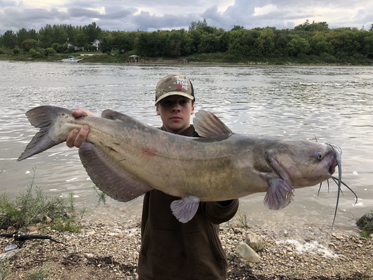 Channel Catfish
