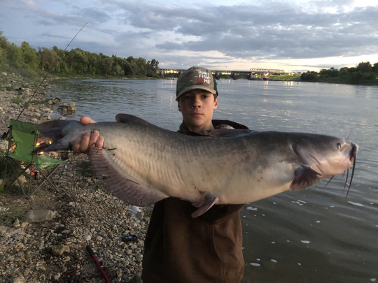 Channel Catfish