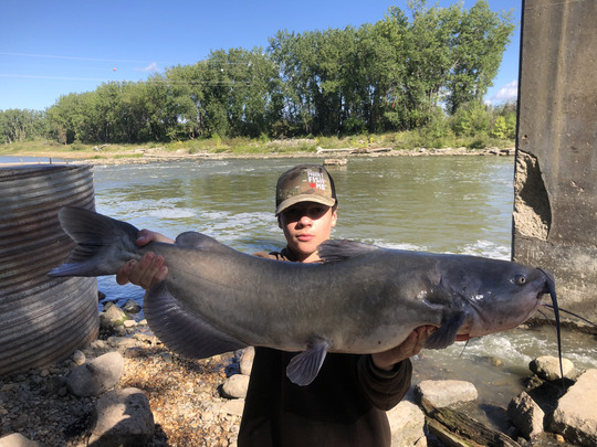 Channel Catfish
