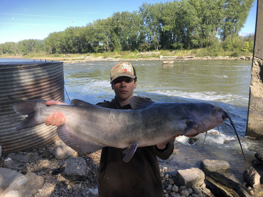 Channel Catfish