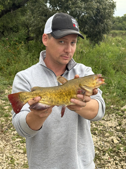 Bullhead