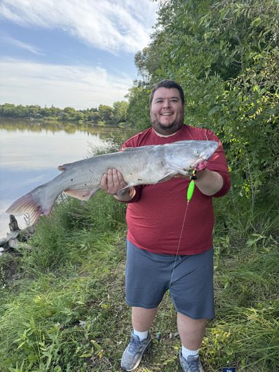 Channel Catfish