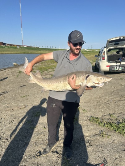 Lake Sturgeon