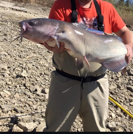 Channel Catfish