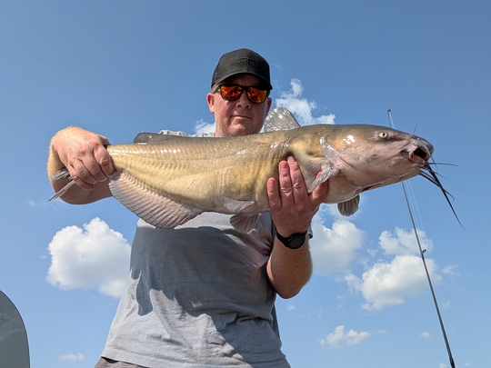Channel Catfish