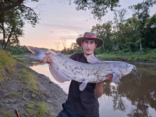 Channel Catfish