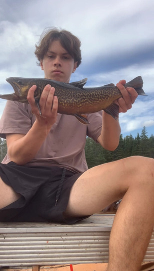 Tiger Trout