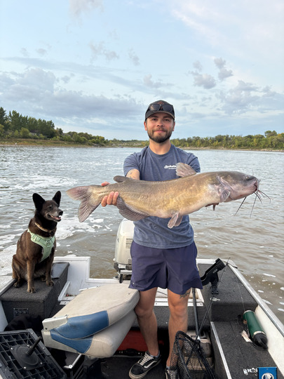 Channel Catfish
