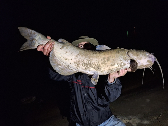 Channel Catfish