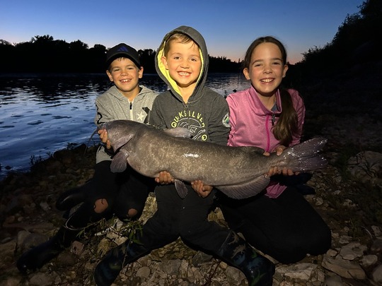 Channel Catfish