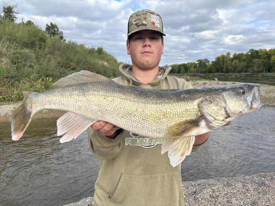 Walleye