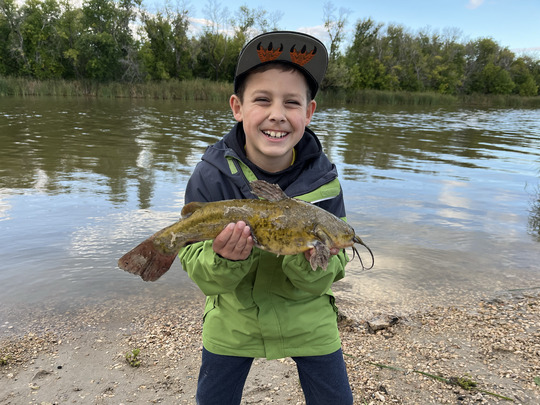 Bullhead