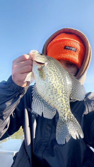 Black Crappie