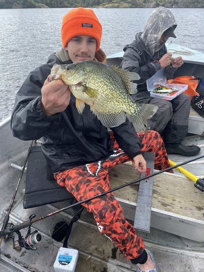 Black Crappie