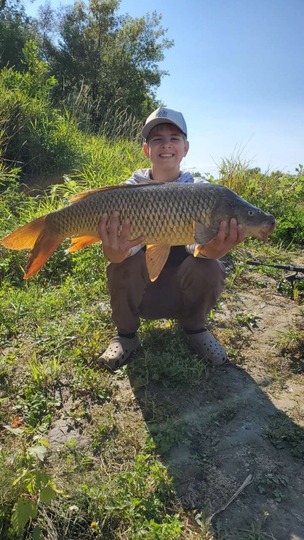 Common Carp