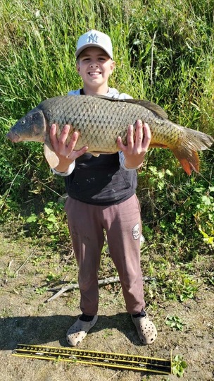 Common Carp