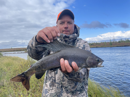 Arctic Grayling