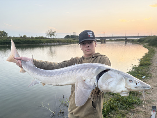 Lake Sturgeon