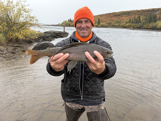 Arctic Grayling