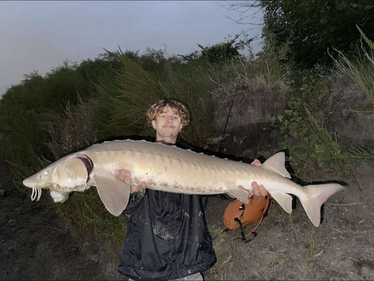 Lake Sturgeon