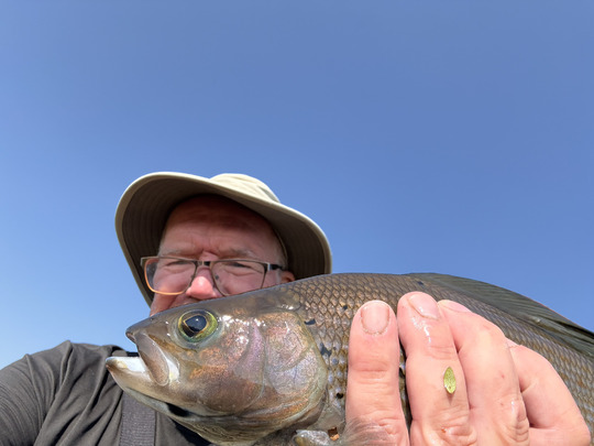Arctic Grayling