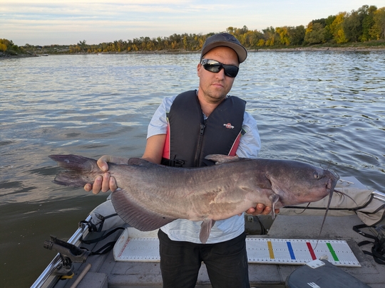 Channel Catfish