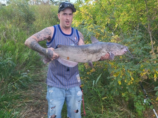Channel Catfish