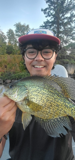 Black Crappie