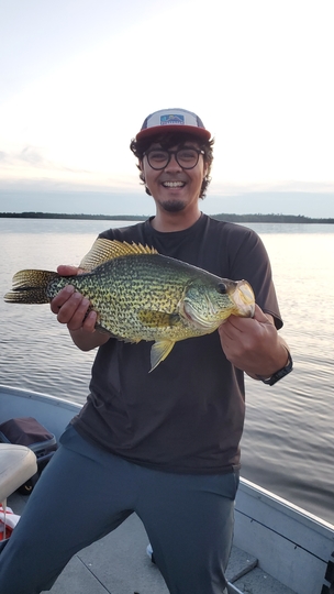 Black Crappie
