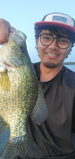 Black Crappie