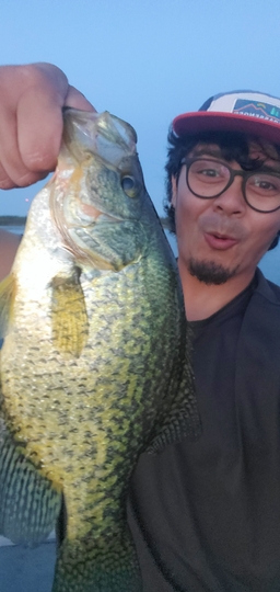 Black Crappie