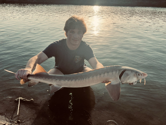 Lake Sturgeon