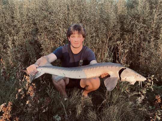 Lake Sturgeon