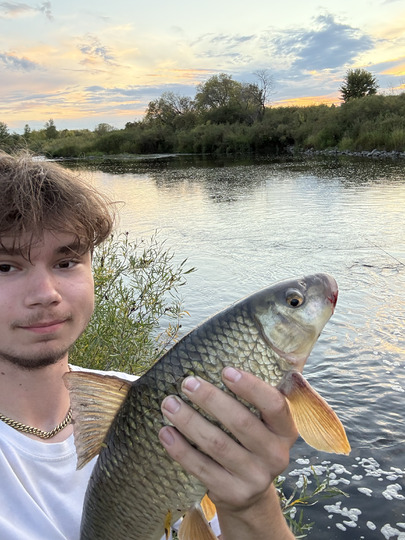 Sucker