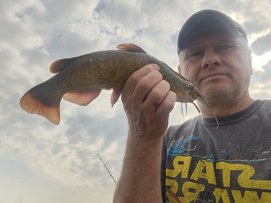 Bullhead