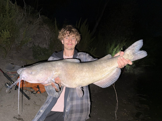 Channel Catfish