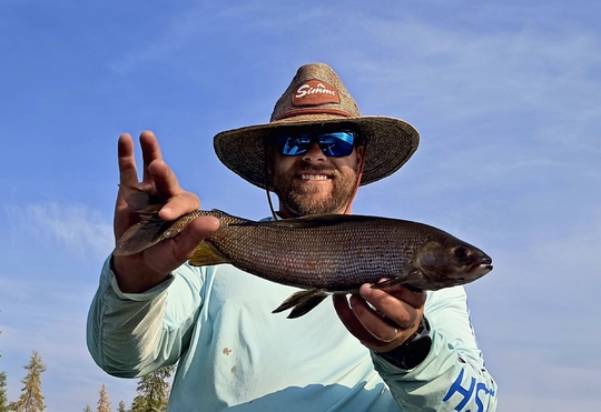 Arctic Grayling